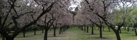 Picnic en la Quinta de los Molinos. Sábado 25 de febrero, 12h